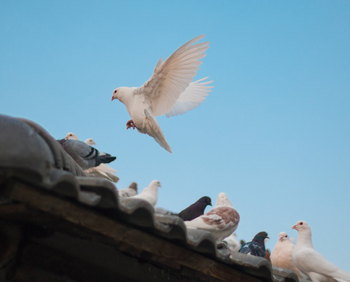 Weiße Taube fliegt über ein Dach mit weiteren Tauben vor blauem Himmel.